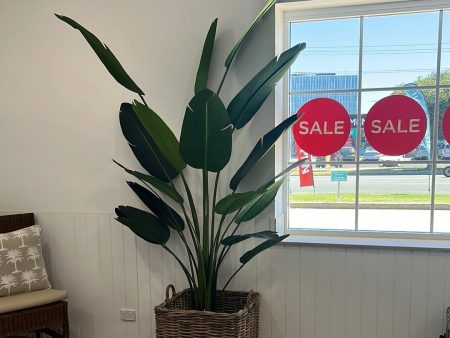 8ft Travellers Palm Online